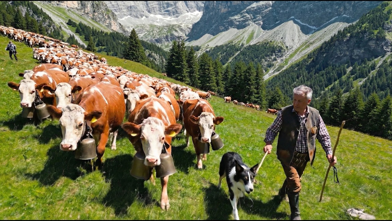 A Peaceful Countryside Life — The Quiet Daily Work of an Elderly Mountain Farmer