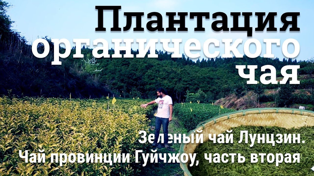 Плантация и завод органического чая. Зеленый чай Лунцзин. Чай провинции Гуйчжоу, ч. 2