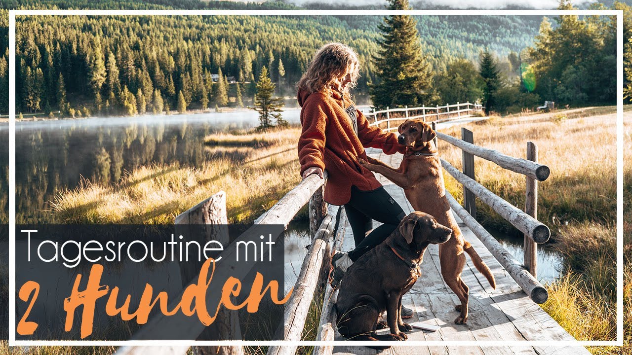 Alltag mit 2 Hunden | Tages Routine | Foxred + Chocolate Labrador  | KaroLovesMilka