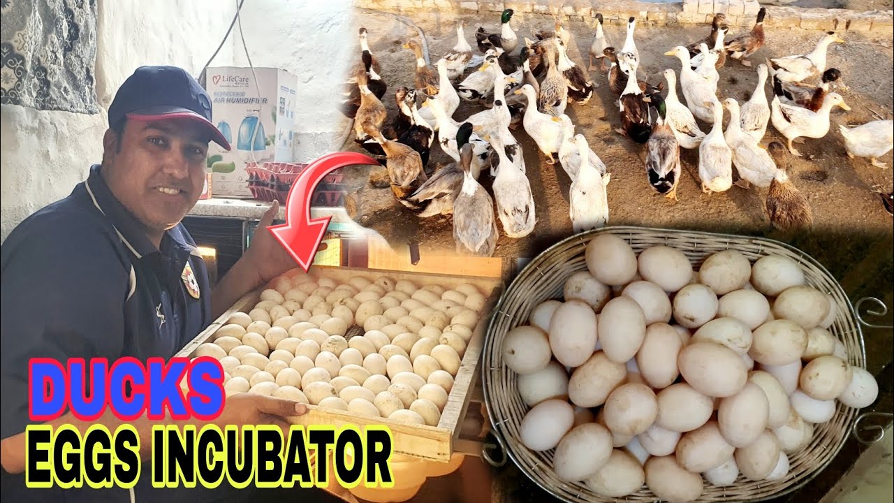 Itnay Sary Duck Eggs|Sary Duck Eggs Incubator Me Rakh Dian.Ostrich Farm Sheikhupura 