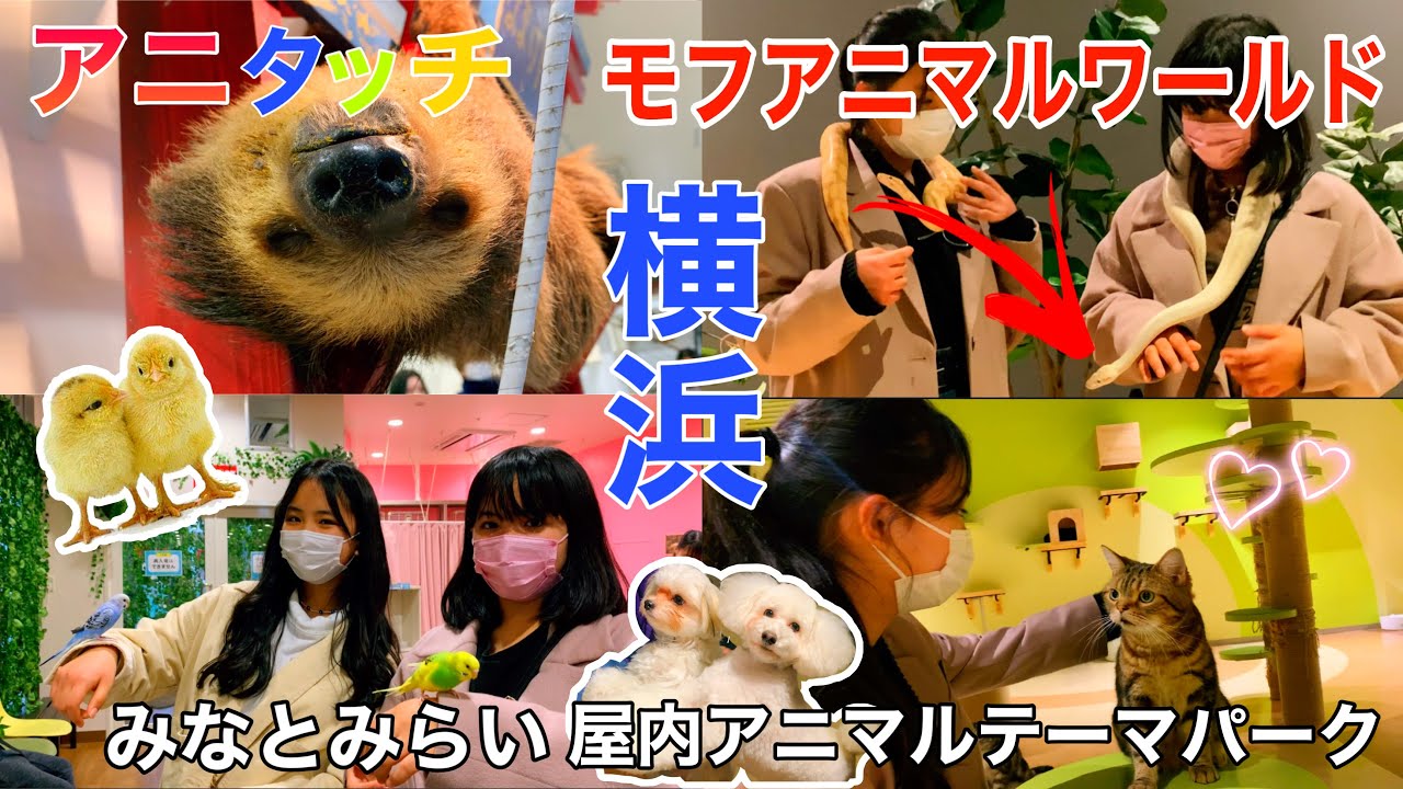 【横浜】アニタッチみなとみらい&モフアニマルワールド屋内アニマルテーマパーク /INDOOR ANIMAL THEME PARK IN MINATOMIRAI