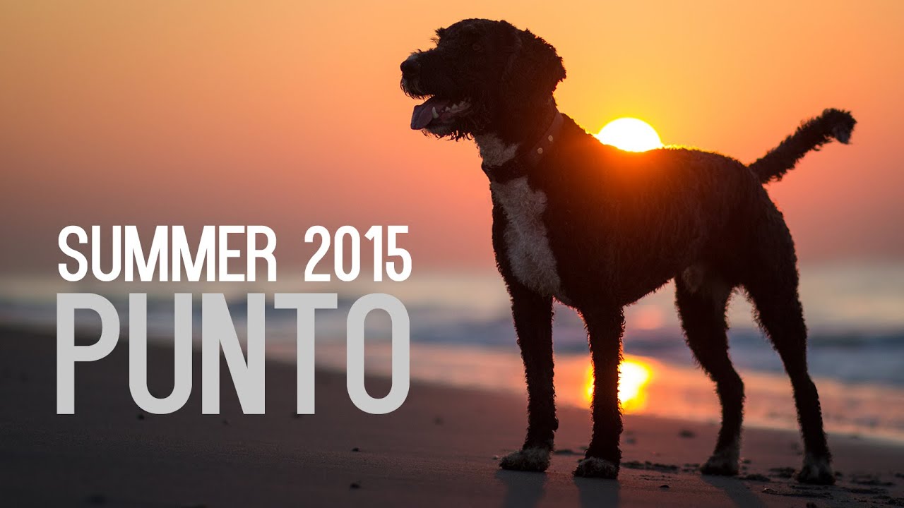 Summer 2015 - Punto (Perro de Agua Español)