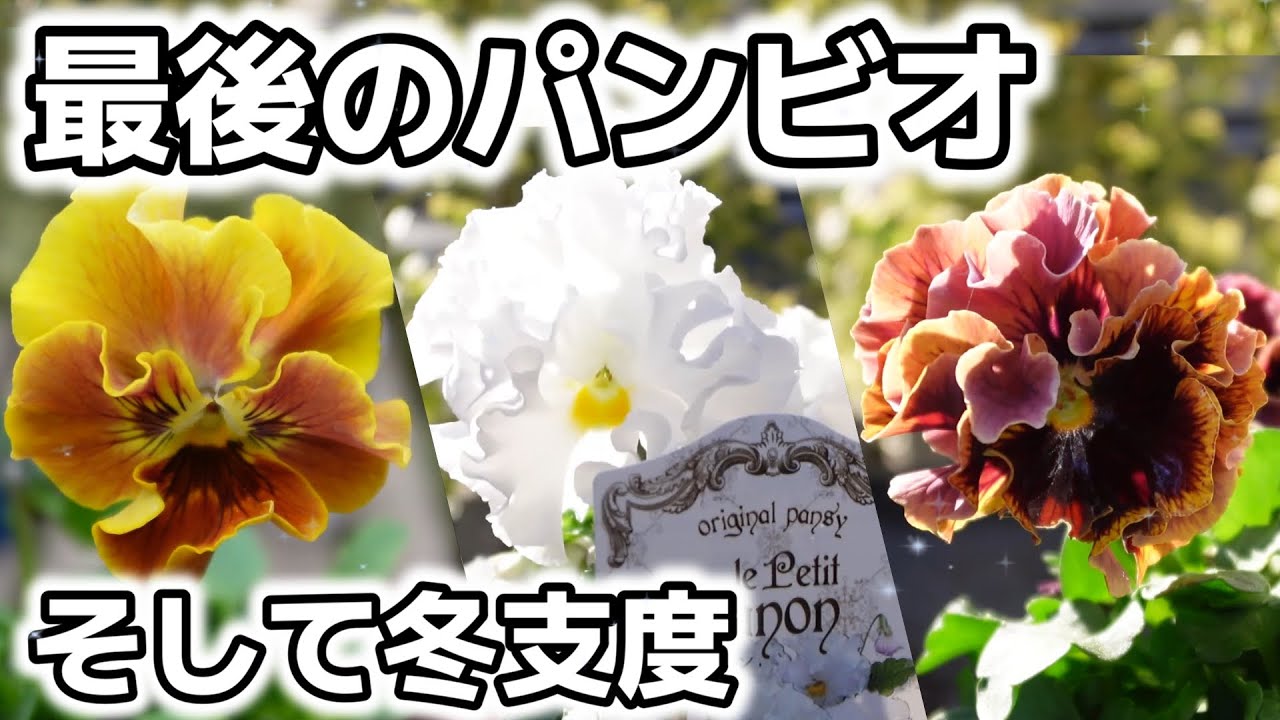 【サトウ園芸パンジー】ファイナルパンビオを締めくくるのはやはりコレ！これにてパンビオお迎え終了です！