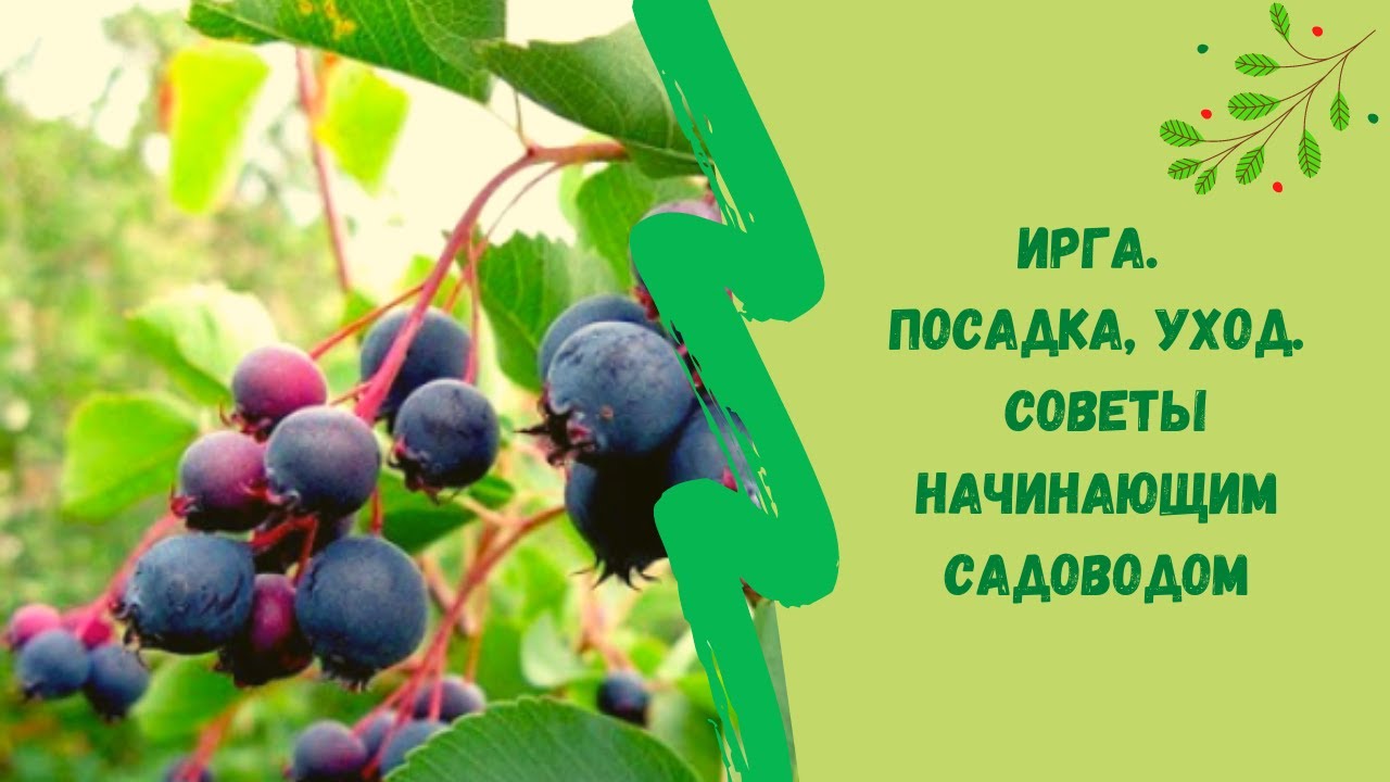 🌳Ирга. Посадка уход. Советы начинающим садоводом