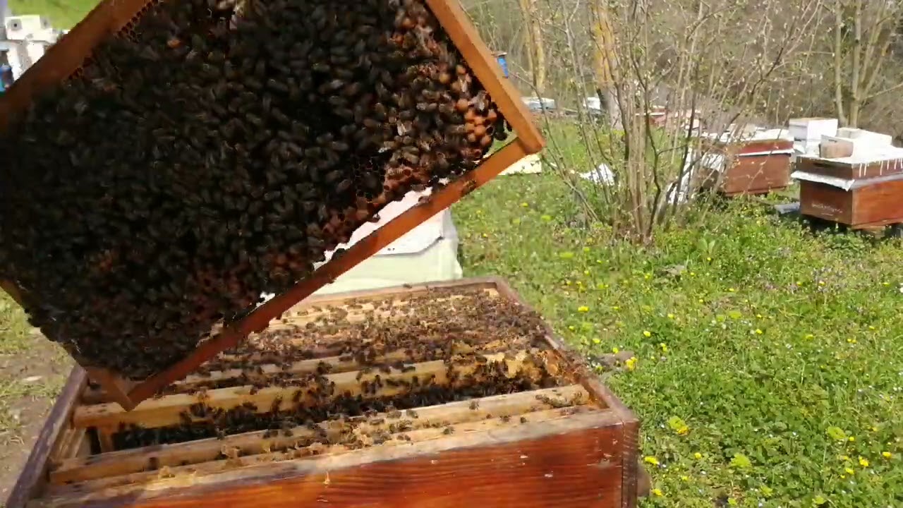 7 Nisan Damızlık Yığılca arımıza kat atıyoruz