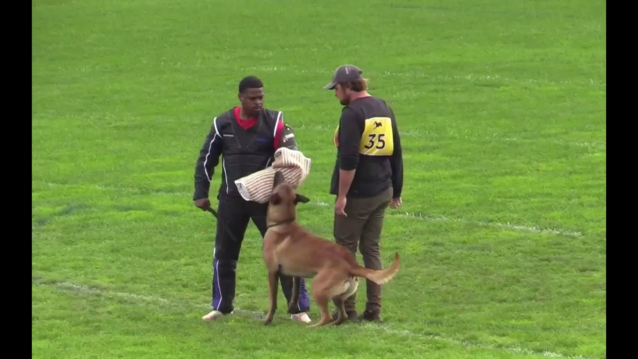 2021 AWMA Championships Marko Koskensalo and Daneskjold Rambo- Protection 97