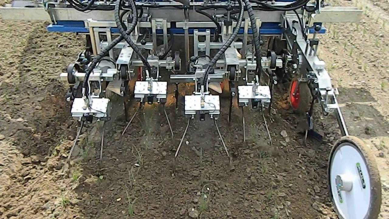 Demonstration de binage d'oignon