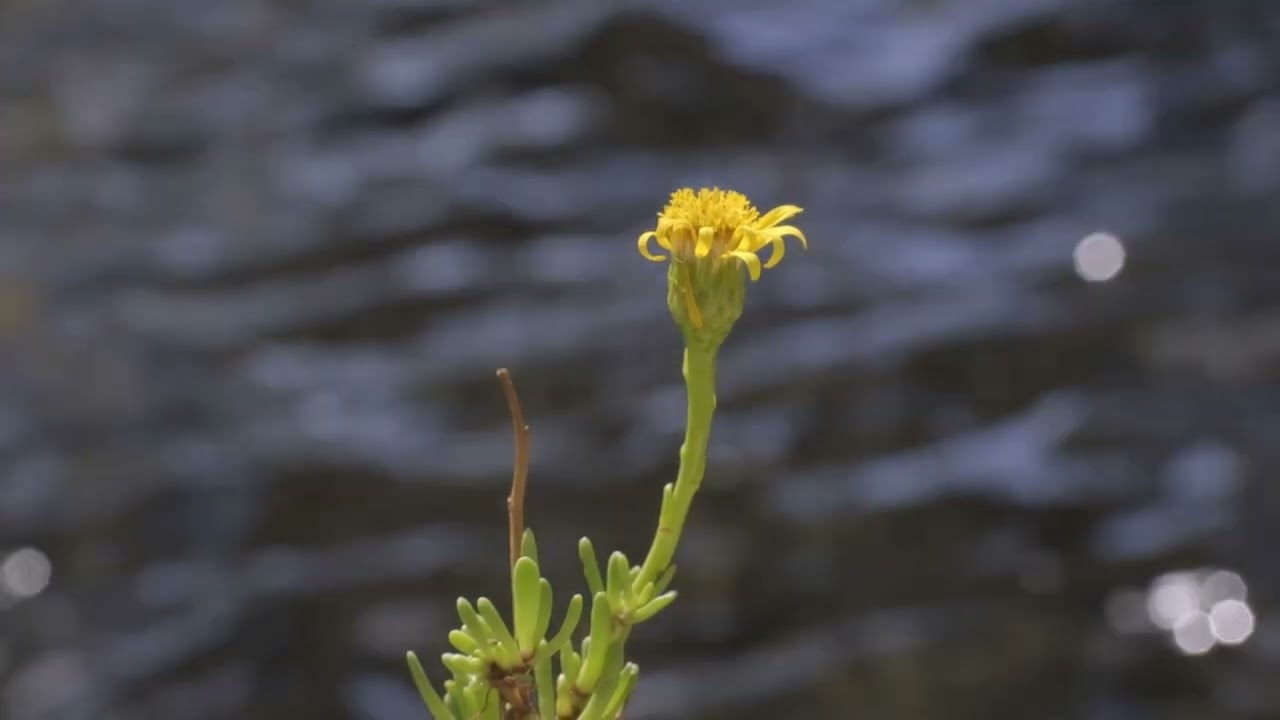 Limbarda crithmoides (Primorski oman, Golden samphire)