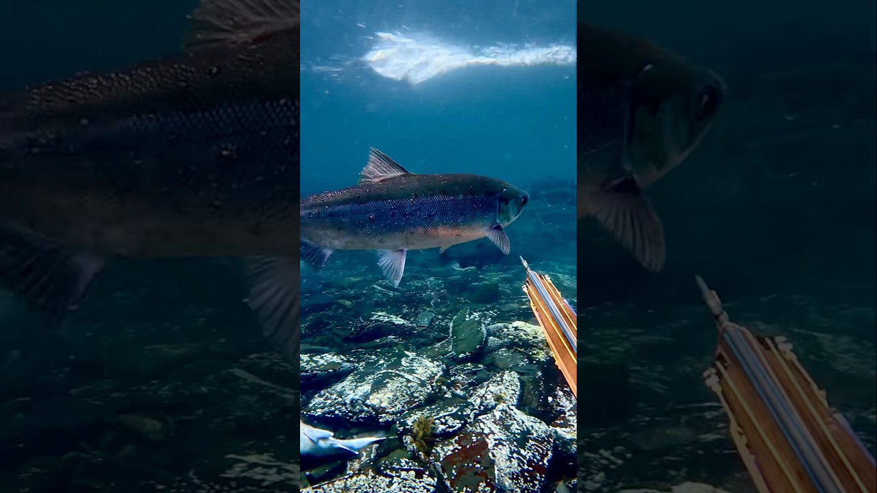 Hunting salmon in Alaska!