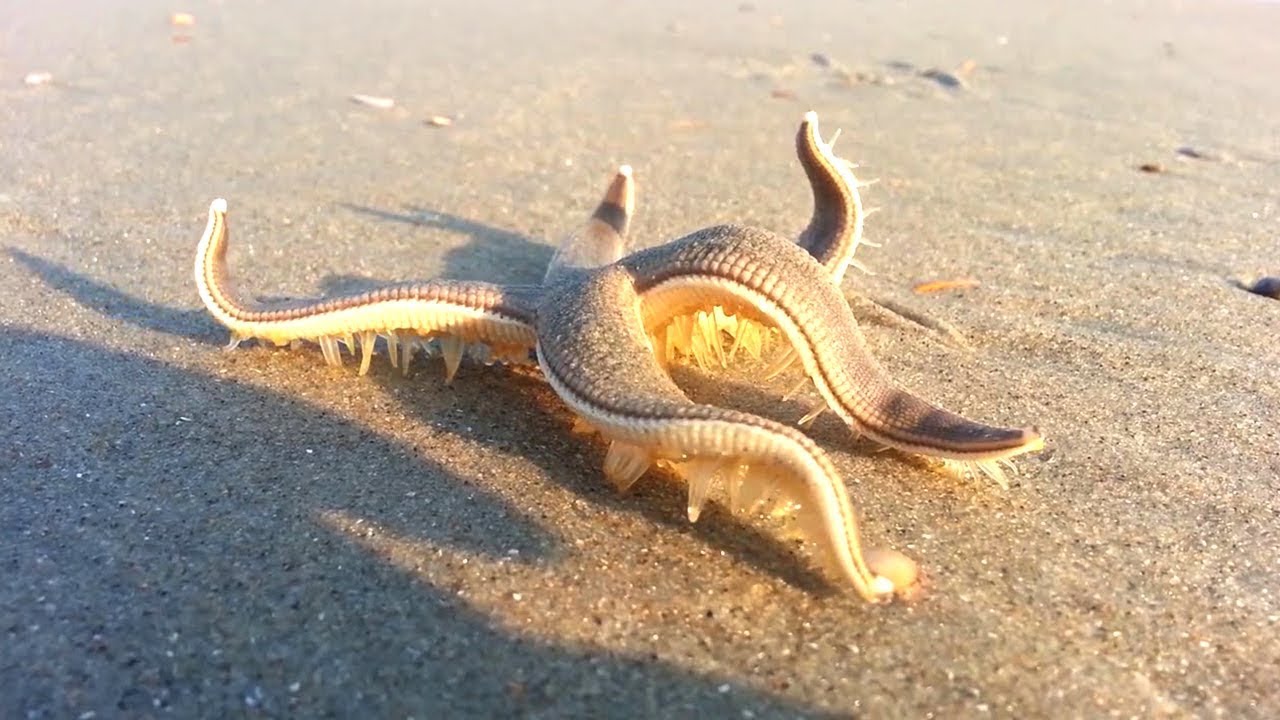 10 Animais que é Melhor Evitar