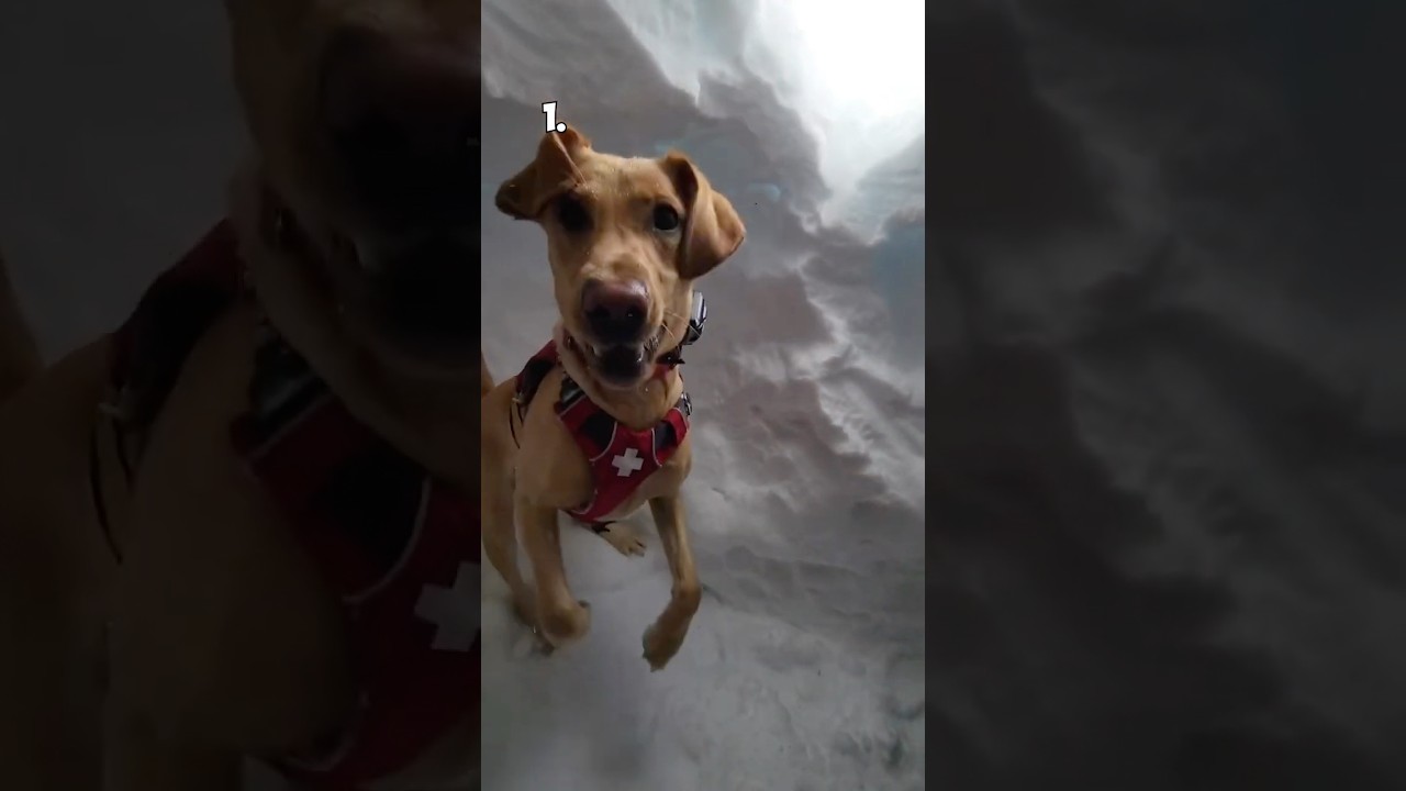 Top 10 Favorite Winter Dogs of All Time