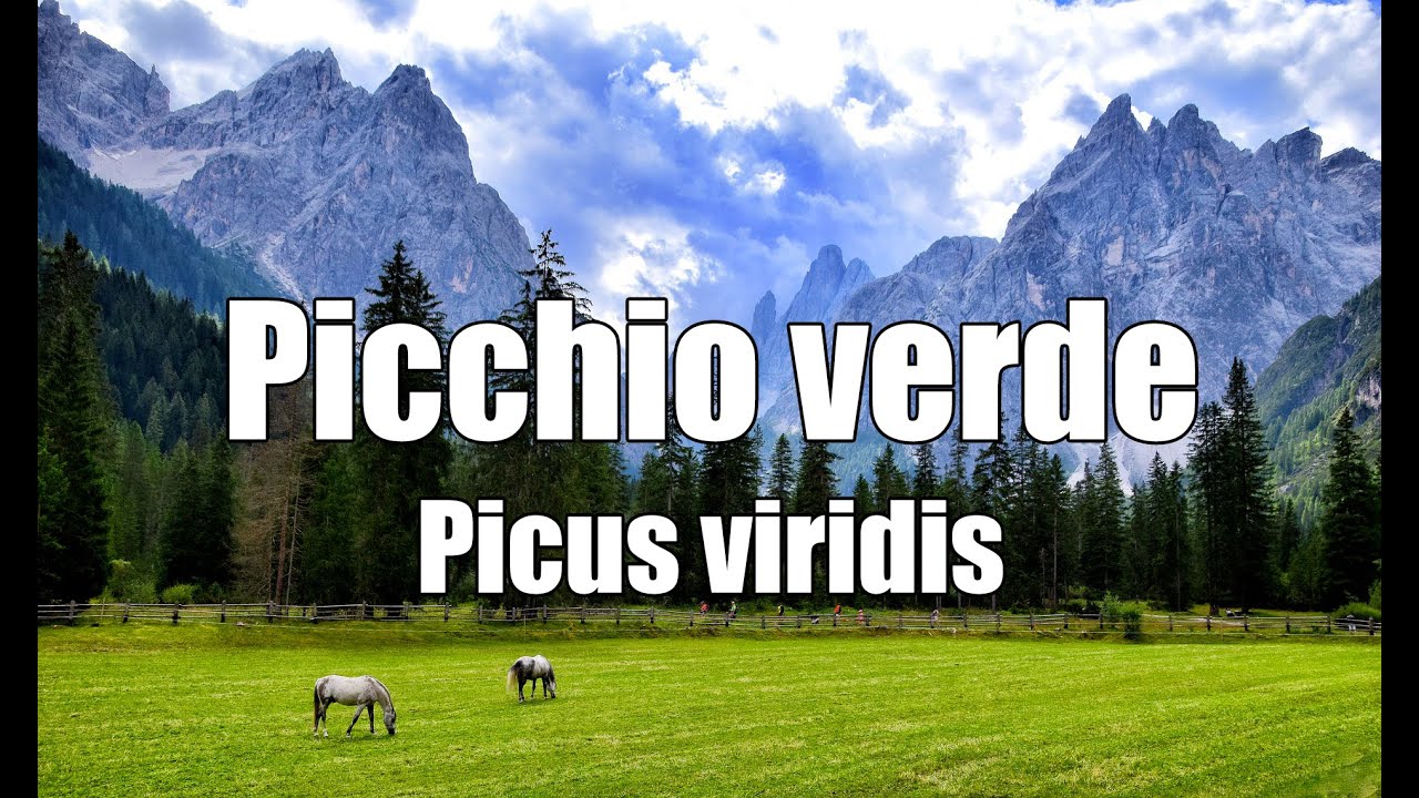 Picchio verde [Picus viridis]