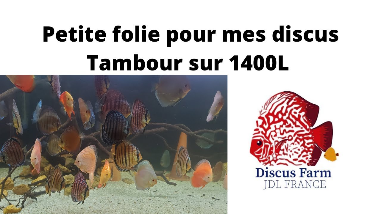 mon bac à discus du salon