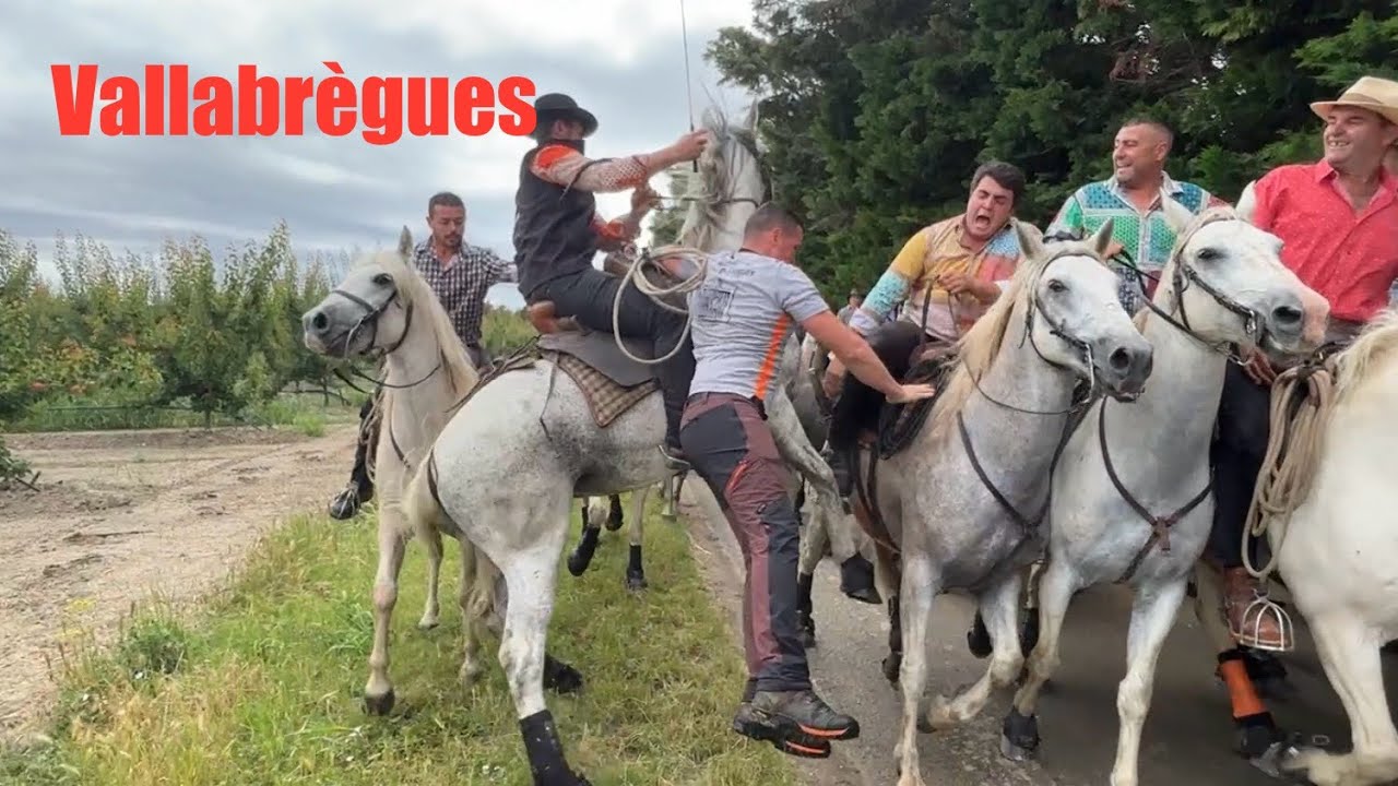 Longue du samedi ➡️ Vallabrègues 🇫🇷 15/06/24 manade Lescot #abrivado #cheval #aficionados