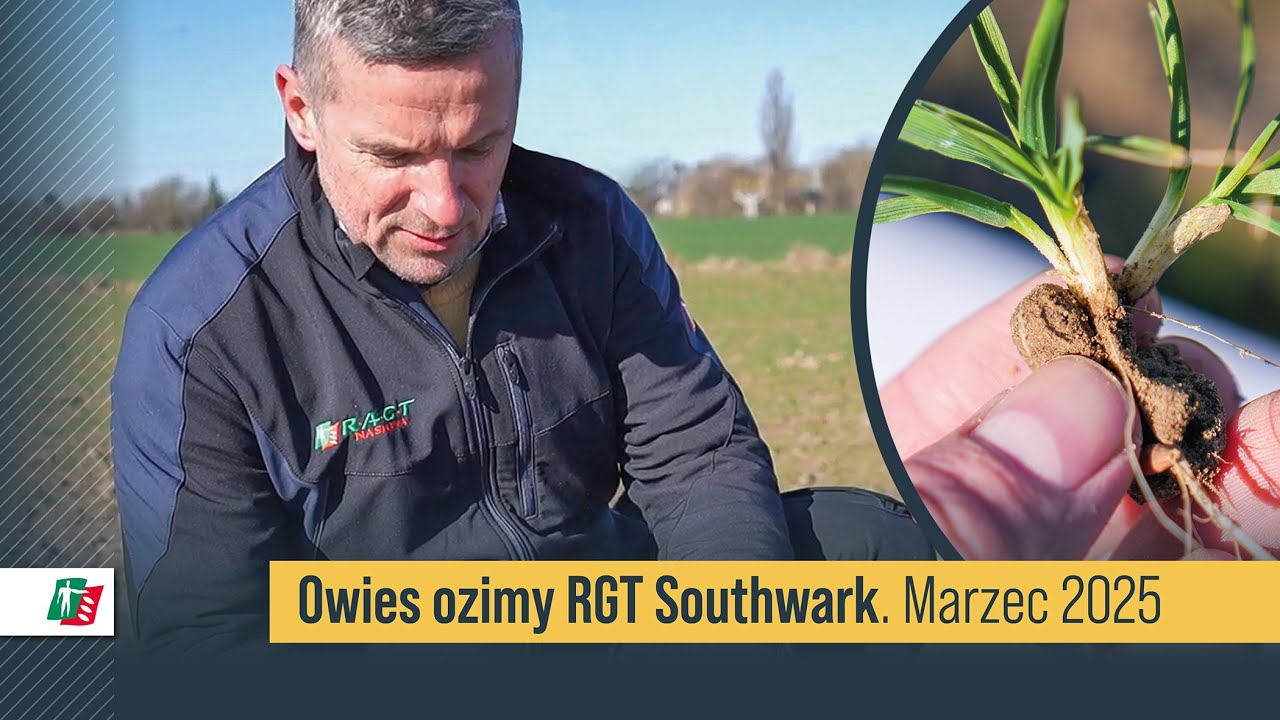 Marcowa lustracja owsa ozimego 🌾❄️ Owies RGT Southwark na polach w Kołudzie Wielkiej  #rolnictwo