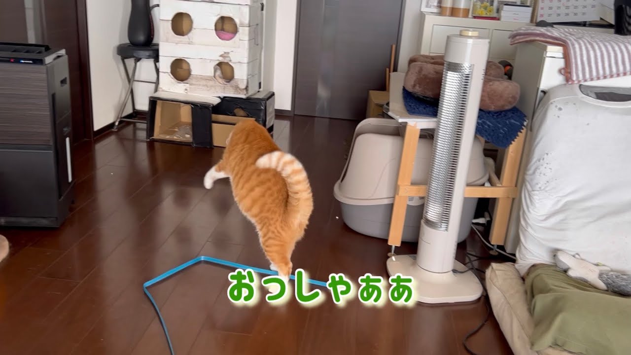 保護ネコとある里親の日常450【でやんす❤️】伊豆大島で保護された目の見えないアルぽんの様子とは！？