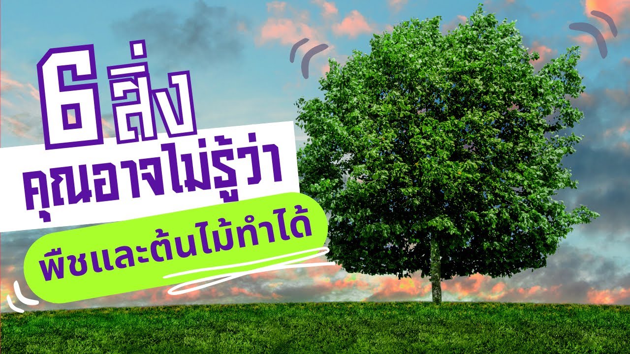 6 สิ่งที่คุณอาจไม่รู้ว่าพืชและต้นไม้ทำได้
