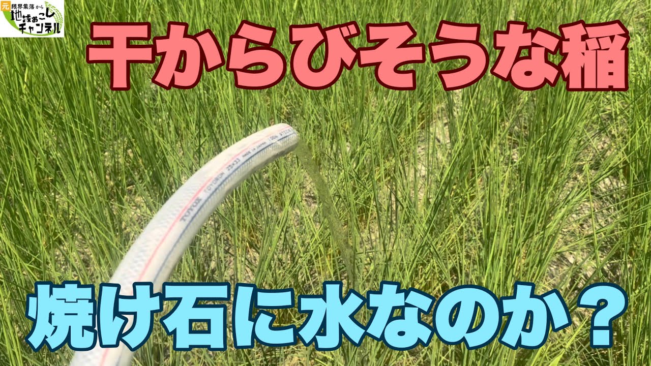 水不足で稲が干からびそうな田んぼに水を入れるとどれくらいの効果があるのか？