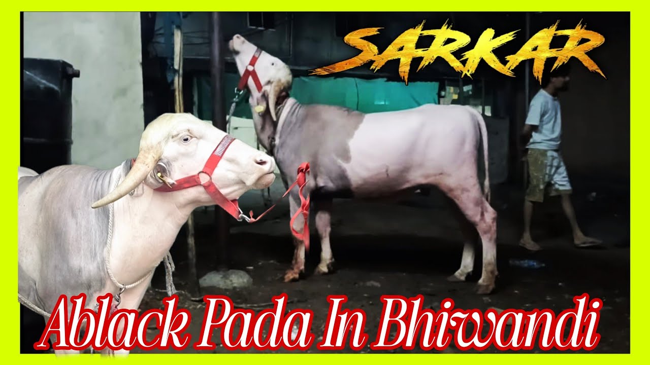 Ablack Pada In Bhiwandi Sarkar Goat And Cattle Farm 💥