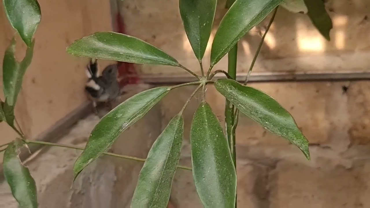 Cận cảnh chi tiết avi nuôi chòe than sinh sản và chế độ mồi và thời gian nào thì ghép đôi vào avi ạ