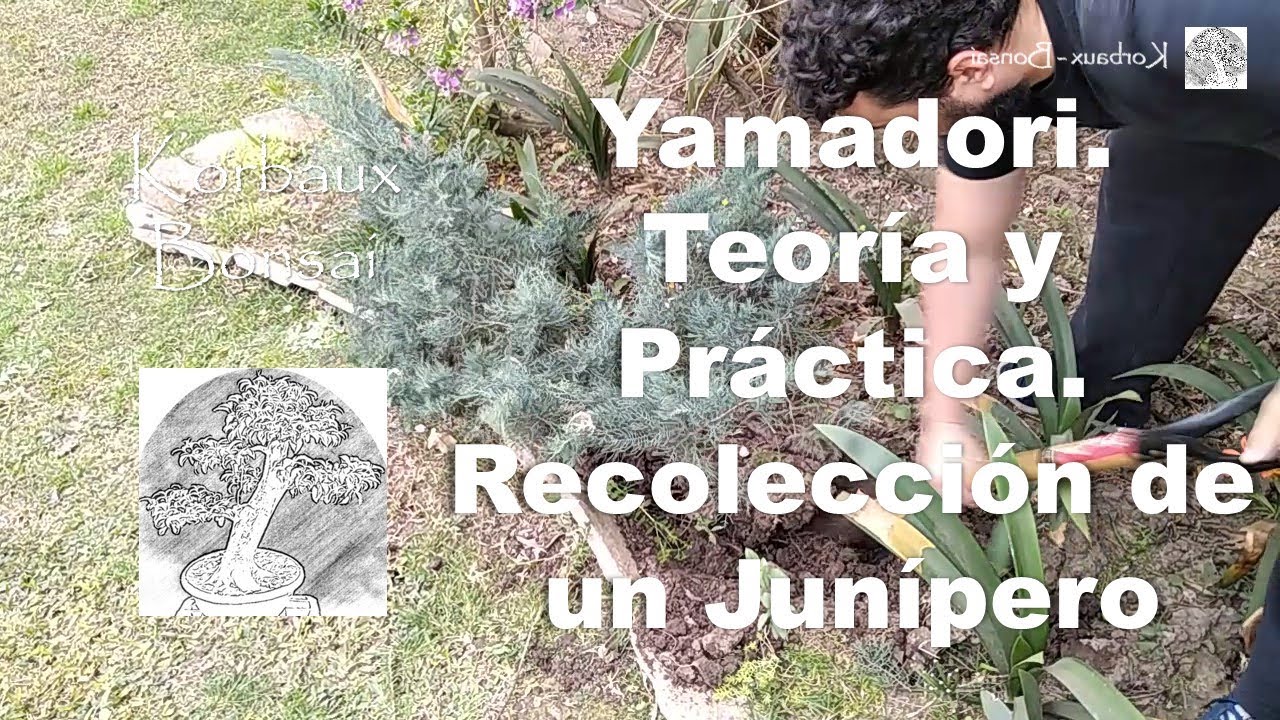 Yamadori. Teoría y Práctica. Recolección de un Junípero