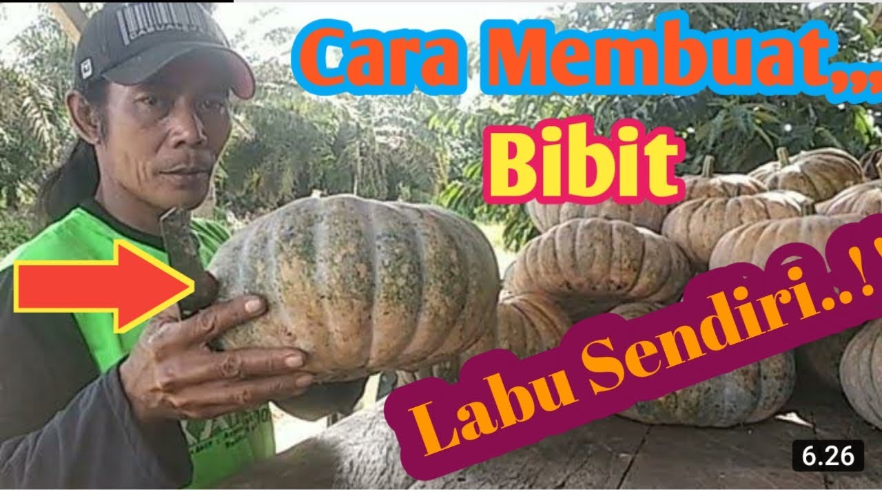 Cara Membuat Bibit Labu Sendiri-Luky Channel