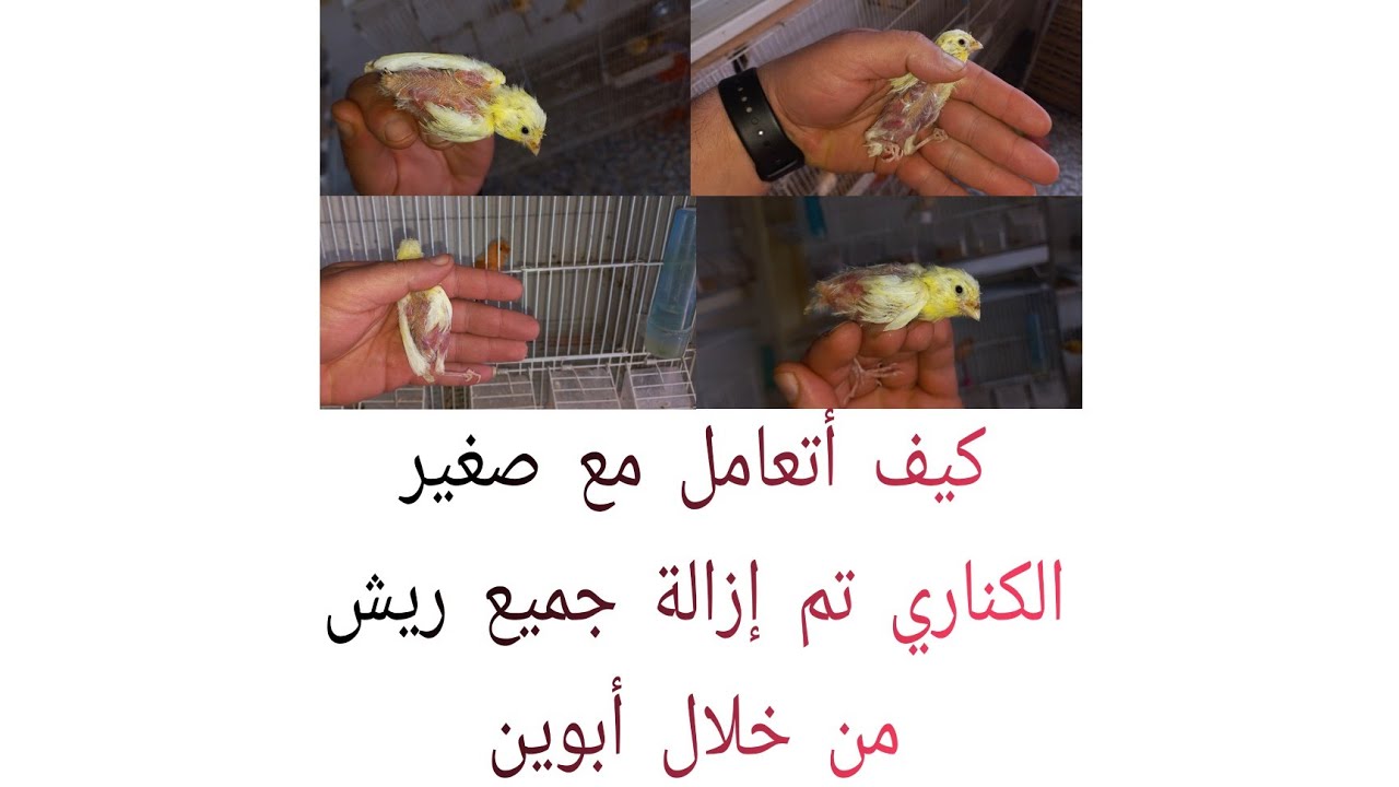 كيف أتعامل مع صغير الكناري تم إزالة جميع ريش من خلال أبوين