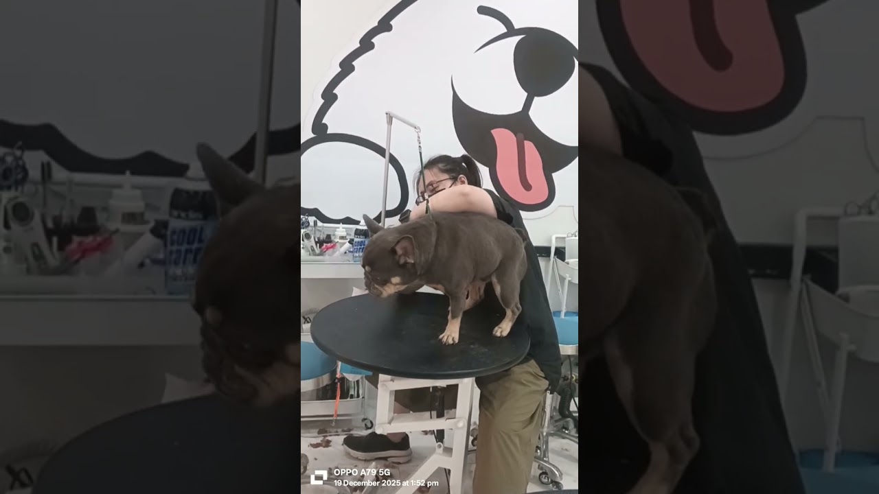 #frenchie