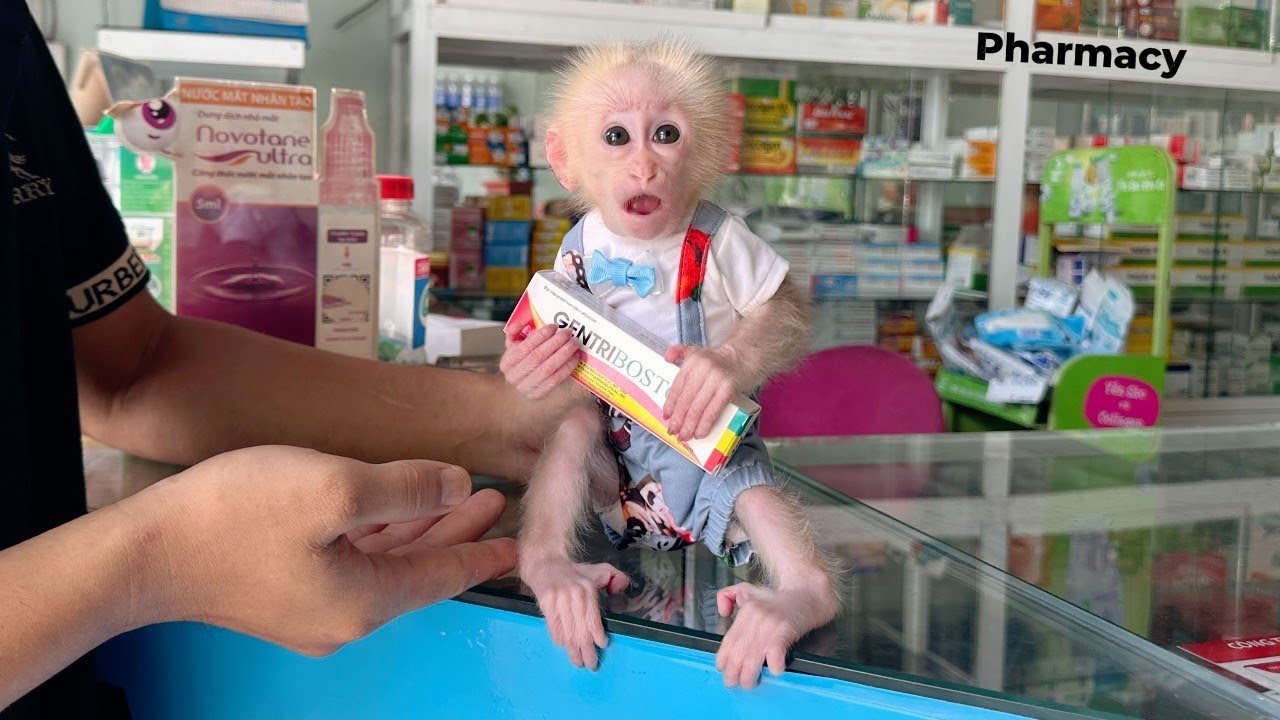 Baby monkey Lulu goes to the doctor and buys special medicine