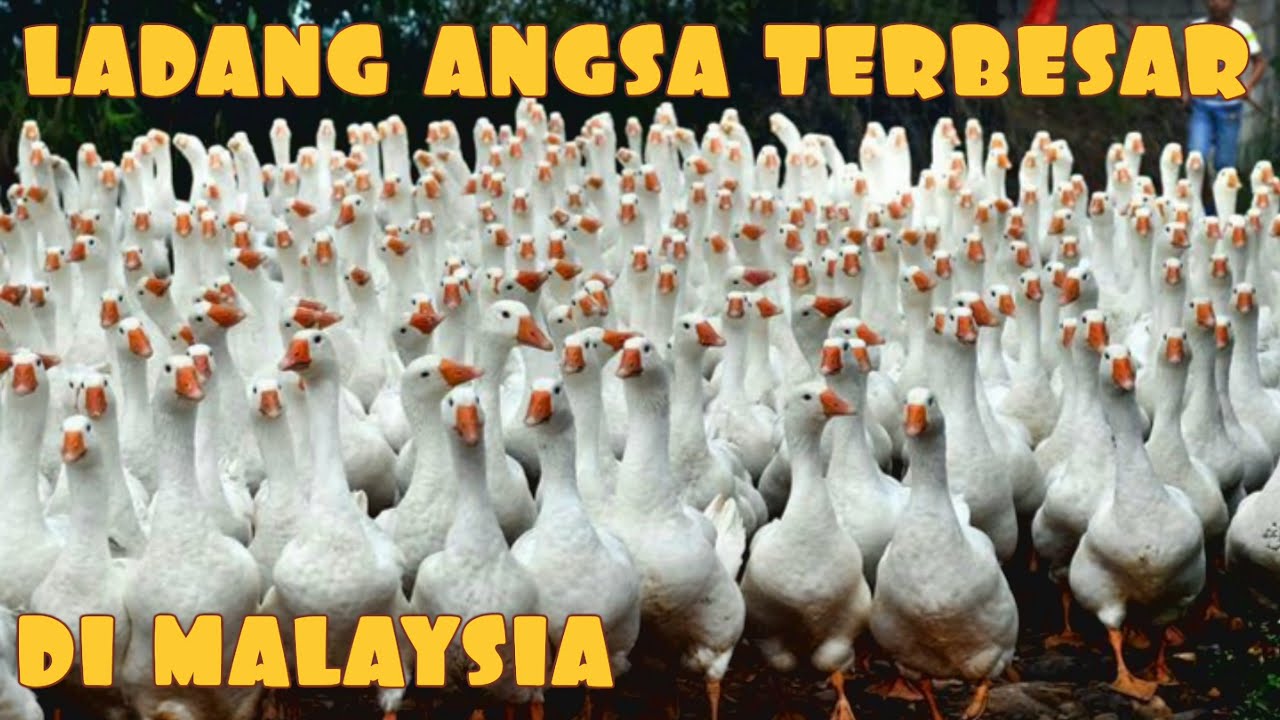 ✅ LADANG ANGSA || OSTRICH JADI PAK GUARD