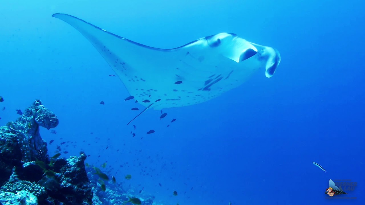 Tauchen im Haa Dhaalu Atoll, Hondaafushi