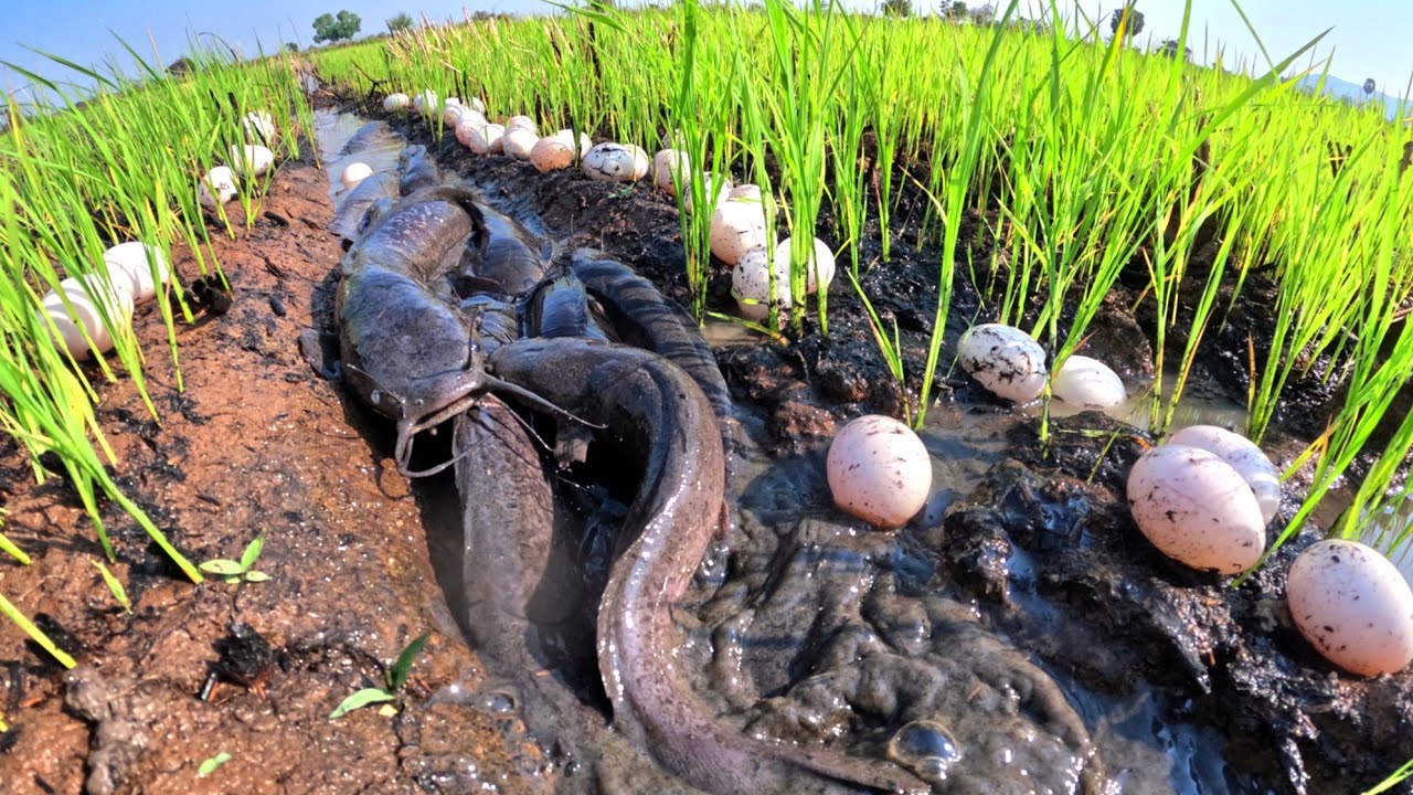 Best Hand Fishing, duck eggs under grass and catch fish in water by hand skills