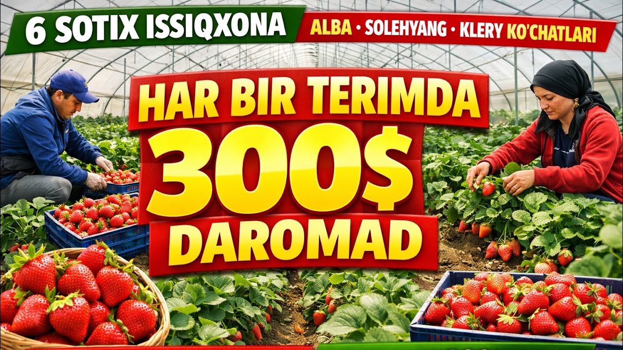 ESKI USLUBDA QURULGAN 6 SOTIX ISSIQXONADAN MAKSILAM FOYDALANISH #agro #alba #bugun_agro #qulupnay 