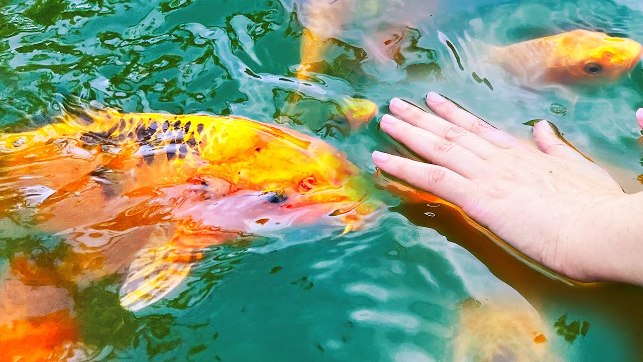 ПРАВИМ ПЛАЖ с ОРАНЖЕВИ ШАРАНИ!!!