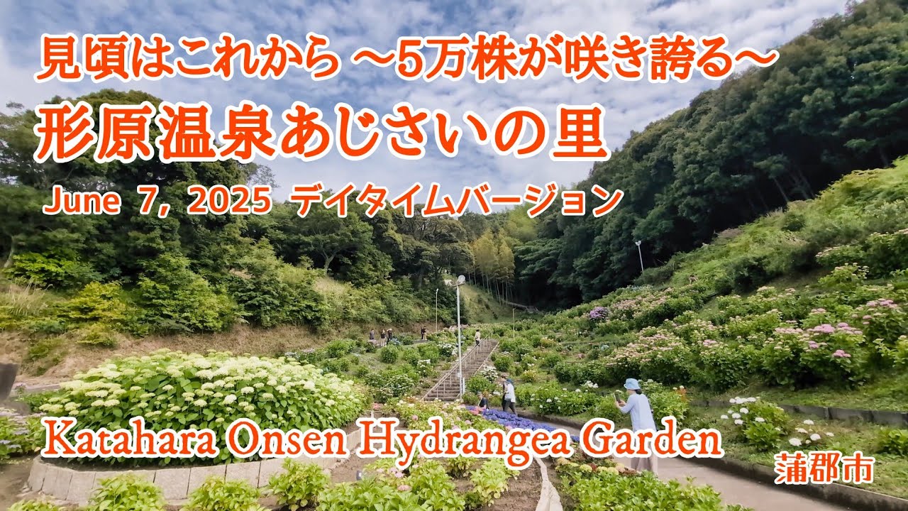 形原温泉あじさいの里 昼編（蒲郡市）2025年あじさい祭り 開花状況3割から4割 デイタイム（4K） - Katahara Onsen Hydrangea Garden -