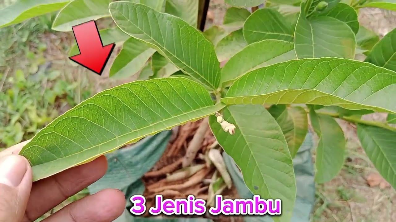 Ciri-ciri Perbedaan Daun Jambu Kristal merah jumbo, Siumik Pala, Hongpause