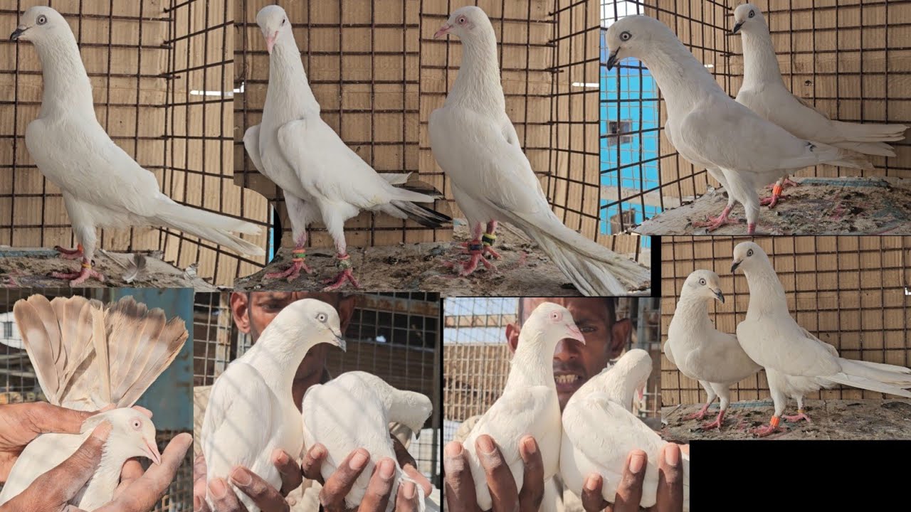 Gayyur Bhai Lekar Aaye He Original Sambhal Wale Kalchoche Full White, Lall Dum Saharanpuri, Kalanch