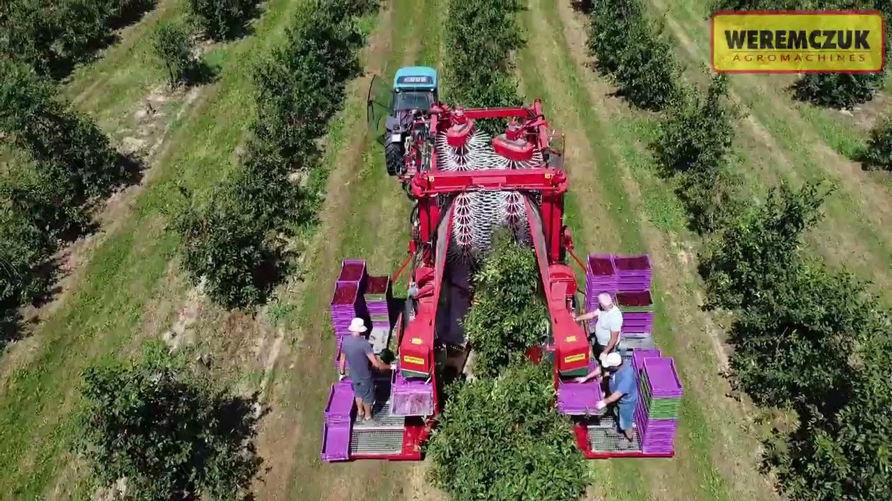 Mechanical sour cherry harvest with FELIX/Z | Efficient picking fruit from trees | WEREMCZUK