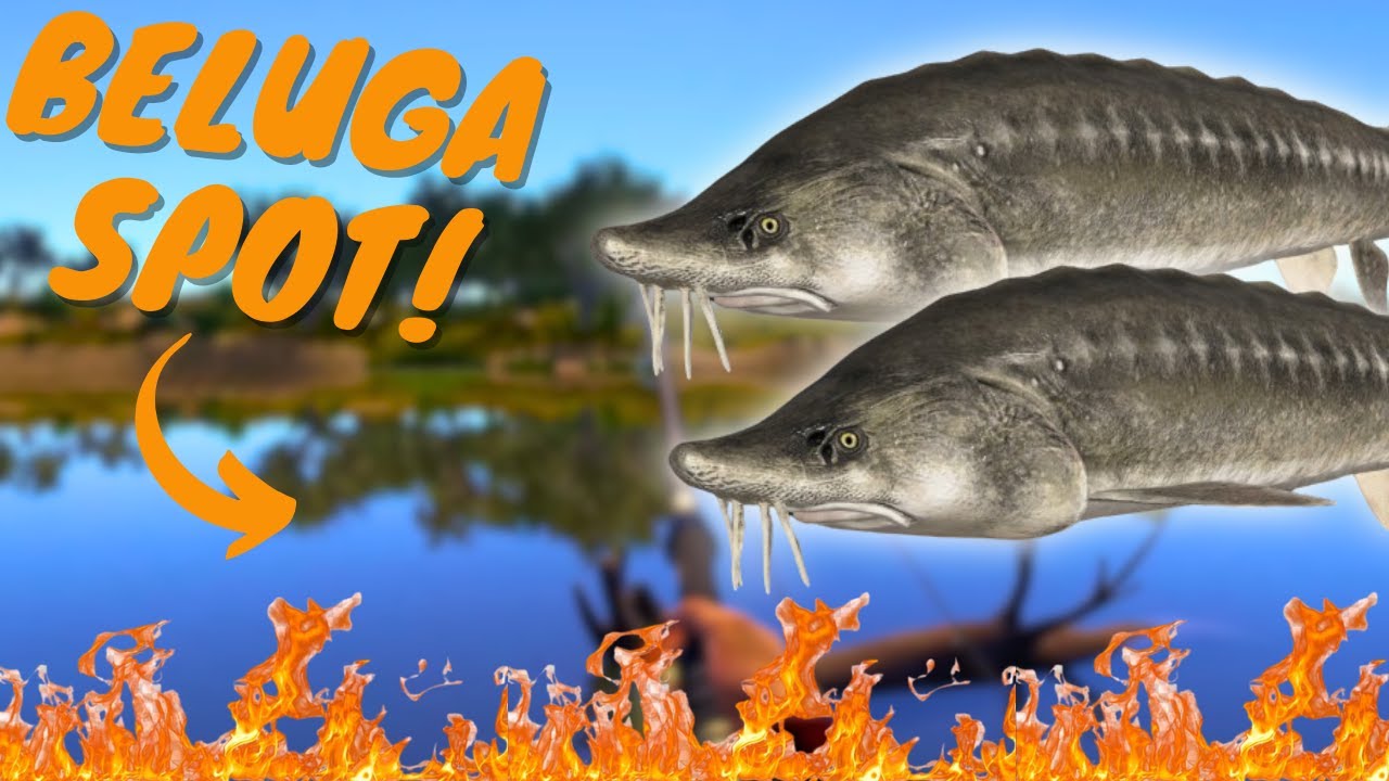 ACTIVE BELUGA SPOT IN AKHTUBA RIVER! #844 Russian fishing 4