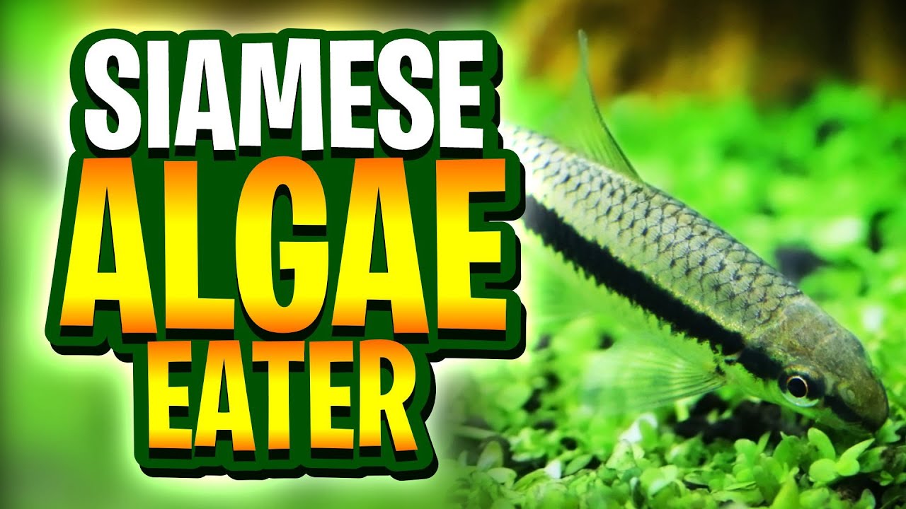 Siamese Algae Eater Care Guide: Everything You Need to Know!