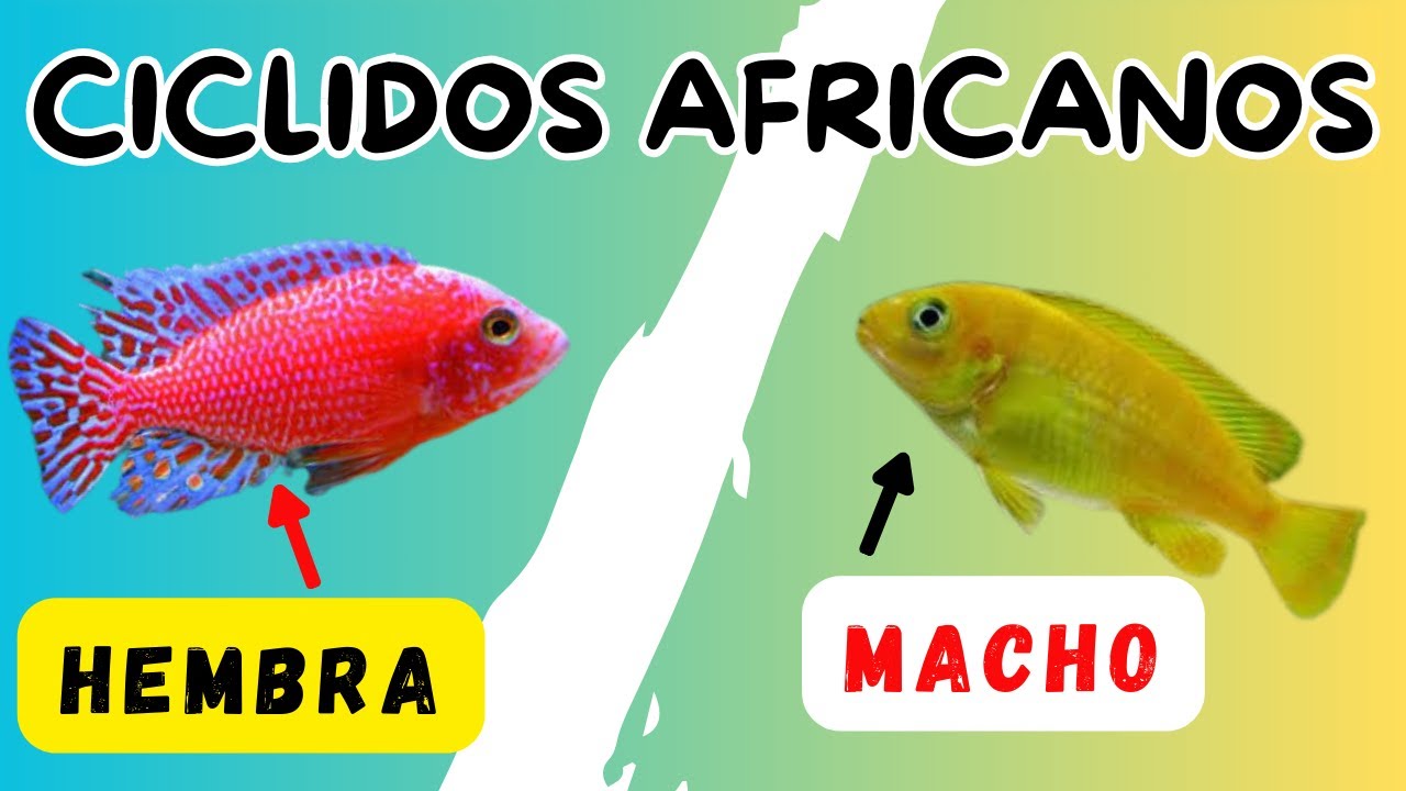 ✅COMO saber el SEXO de los CICLIDOS AFRICANOS: los 3 métodos más EFECTIVOS - VENTING AFRICAN CICHLID