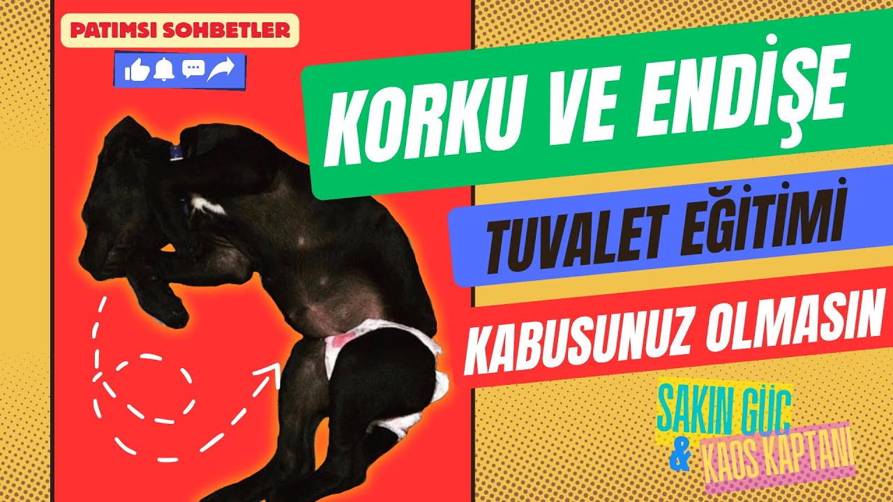 KORKU VE ENDİŞE, TUVALET EĞİTİMİ KABUSUNUZ OLMASIN #doglife #viralvideo