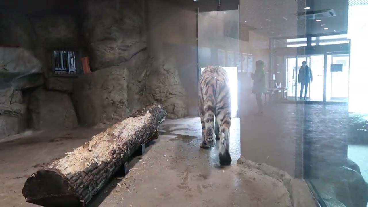 #2-3 Jan 2023 Amur tiger at Maruyama zoo, Hokkaido, Japan