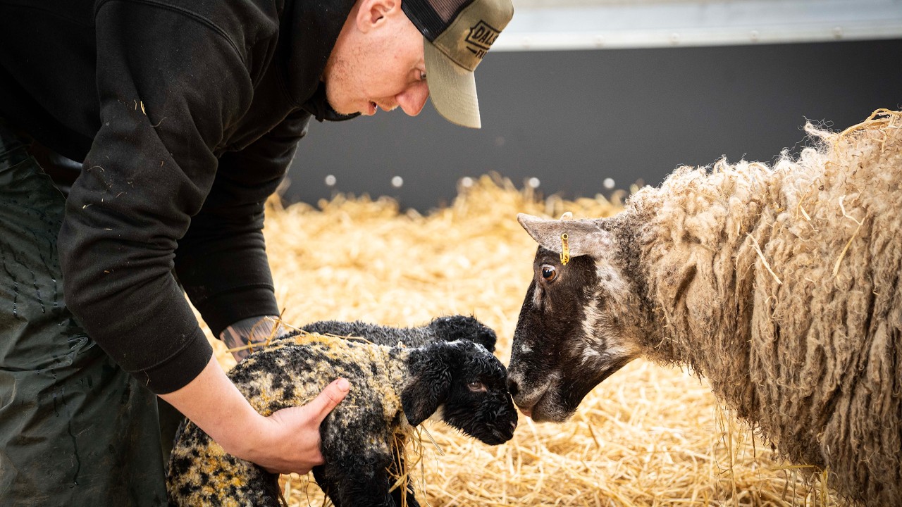 Our Newborn Lambs Need To Go&hellip;. A Boer Goat Birth Like No Other! 