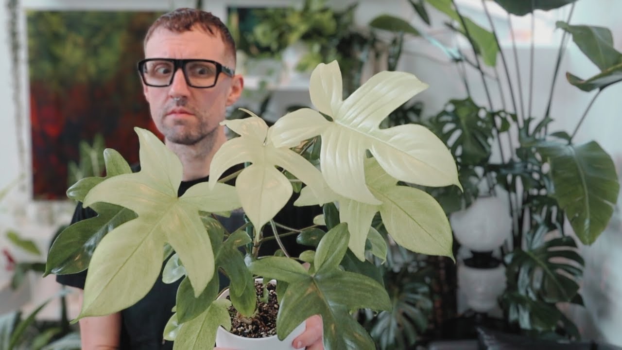 houseplant update, growth, progress, and changes