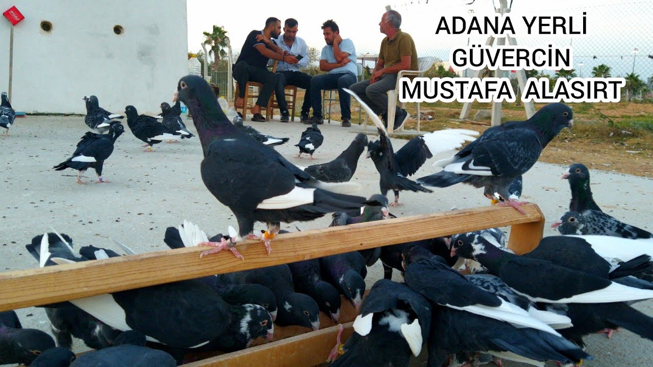 ADANA YERLİ GÜVERCİNLER