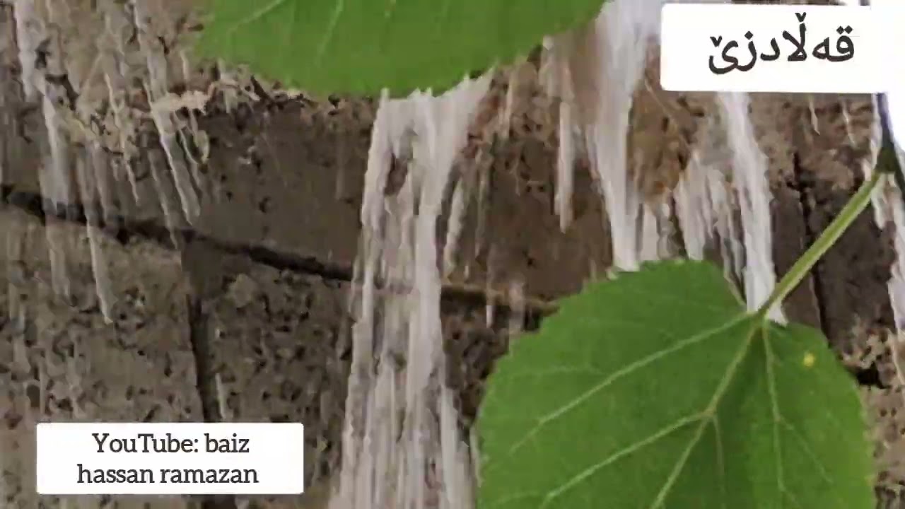 کورتە تاوە بارانەی قەڵادزێ 3-5-2025-کاتژمێر 2:20...