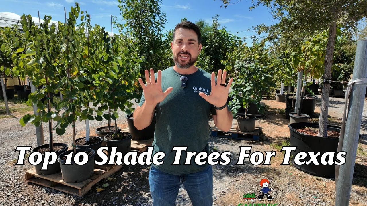 Top 10 Shade Trees For Texas