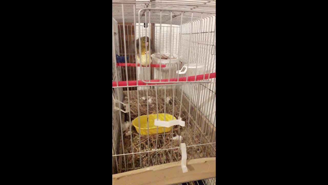 accouplement canary #shorts