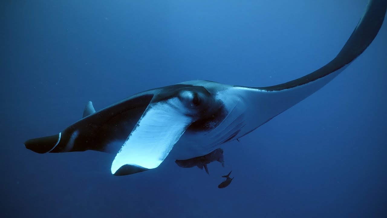 Diving Socorro / Revillagigedo Islands, November 2021 (4K)